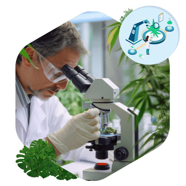 Cannabis Industry Challenges